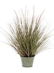 Grass Pennisetum In zinc pot