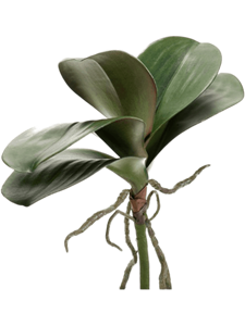 Phalaenopsis Leaves