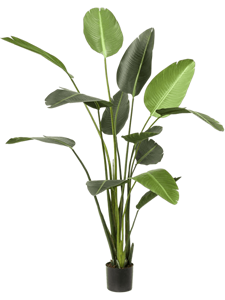 Strelitzia Tuft (13 lvs.)