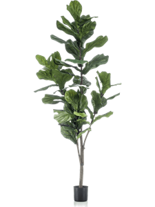 Ficus lyrata Branched (50 lvs.)