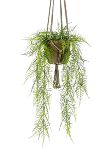 Asparagus plumosus Bush (15 lvs.)