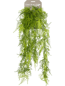 Asparagus plumosus Hanging Bush