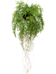 Fern with roots Hanging Bush