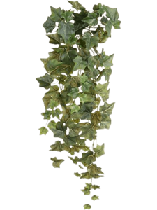 Ivy Hanging Bush