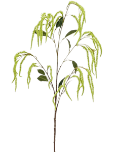 Amaranthus Branch