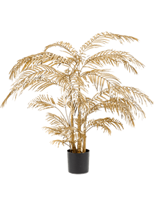 Areca Palm Bush Gold (31 lvs.)