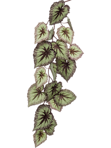 Begonia Hanging Branch Grey (110/25) Typ 2