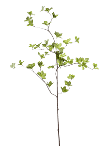 Cornus Branch Green