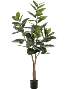 Ficus elastica Branched (65 lvs.)