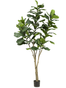 Ficus lyrata Branched (89 lvs.)