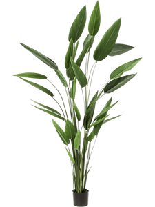 Heliconia Tuft (32 lvs.)