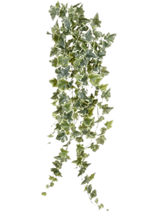 Ivy Hanging Bush (100) Typ 2
