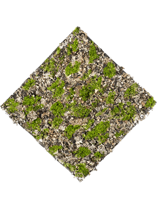 Moss dry Green Grey matt