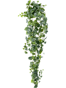 Scindapsus pictus Hanging Bush