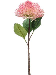 Sedum Branch Pink
