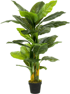 Spathiphyllum Tuft (3x)
