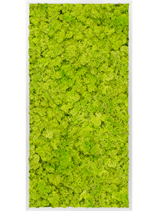 Moss Painting Aluminum 100% Reindeer moss (Spring green) 120-60-6