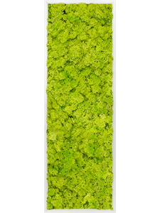 Moss Painting Aluminum 100% Reindeer moss (Spring green) 120-40-6
