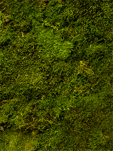 Flat moss Green (bulk = ca. 3.2 m2)