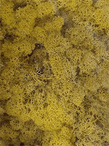 Reindeer moss Lemon Yellow (6 windowbox = ca. 0,45 m2)