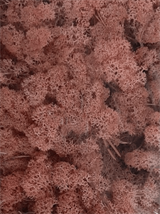 Reindeer moss Light Pink (6 windowbox = ca. 0,45 m2)