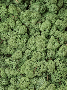Reindeer moss Medium Green (bulk ca. 0,45 m2)