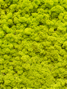 {{photo.Alt || photo.Description || 'Reindeer moss Spring Green (bulk ca. 0,45 m2)'}}