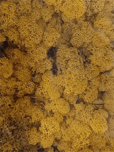 Reindeer moss Yellow (6 windowbox = ca. 0,45 m2)