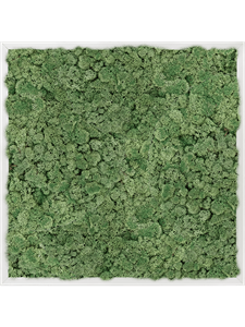 Moss Painting Aluminum 100% Reindeer moss (Moss green) 60-60-5