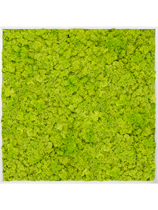 Moss Painting Aluminum 100% Reindeer moss (Spring green) 120-120-6