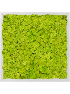 Moss Painting Aluminum 100% Reindeer moss (Spring green) 40-40-6