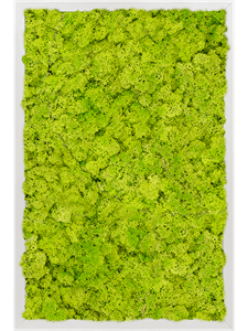 Moss Painting Aluminum 100% Reindeer moss (Spring green) 60-40-6