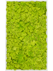 Moss Painting Aluminum 100% Reindeer moss (Spring green)