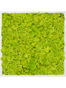 Moss Painting Aluminum 100% Reindeer moss (Spring green) 60-60-6