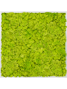 Moss Painting Aluminum 100% Reindeer moss (Spring green) 80-80-6