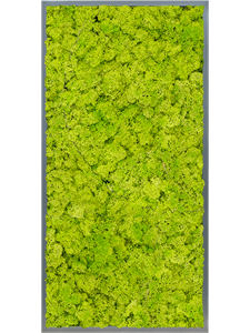 Moss Painting MDF RAL 7016 Satin Gloss 100% Reindeer moss (Spring green)