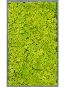 Moss Painting MDF RAL 7016 Satin Gloss 100% Reindeer Moss (Spring green)