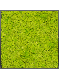 Moss Painting MDF RAL 9005 Satin Gloss 100% Reindeer moss (Spring green)