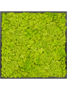 Moss Painting MDF RAL 9005 Satin Gloss 100% Reindeer Moss (Spring green