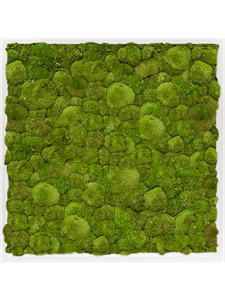 Moss Painting MDF RAL 9010 Satin Gloss 100% Ball Moss 80-80-6