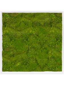 Moss Painting MDF RAL 9010 Satin Gloss 100% Flat Moss 80-80-6