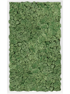 Moss Painting MDF RAL 9010 Satin Gloss 100% Reindeer Moss (Moss green) 100-60-6