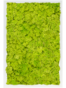 Moss Painting MDF RAL 9010 Satin Gloss 100% Reindeer Moss (Spring green) 60-40-6