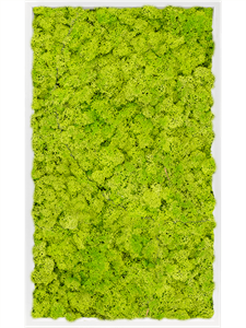 Moss Painting MDF RAL 9010 Satin Gloss 100% Reindeer Moss (Spring green) 100-60-6