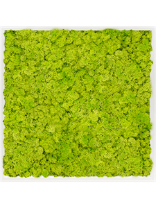 Moss Painting MDF RAL 9010 Satin Gloss 100% Reindeer Moss (Spring green) 80-80-6