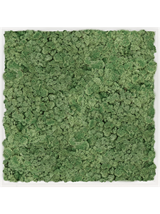 Moss Painting MDF RAL 9010 Satin Gloss 100% Reindeer Moss Moss Green 80-80-6