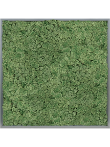 {{productViewItem.photos[photoViewList.activeNavIndex].Alt || productViewItem.photos[photoViewList.activeNavIndex].Description || 'Moss Painting MDF RAL 7016 Satin Gloss 100% Reindeer moss (Moss green)'}}