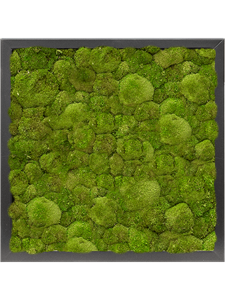 Moss Painting MDF RAL 9005 Satin Gloss 100% Ball moss