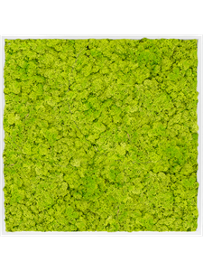 {{photo.Alt || photo.Description || 'Moss Painting MDF RAL 9010 Satin Gloss 100% Reindeer Moss (Spring green)'}}