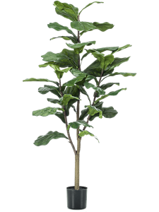 Ficus lyrata Branched (39 lvs.)